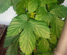 Image of common hop