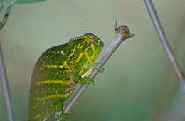 Image of Malagasy chameleons