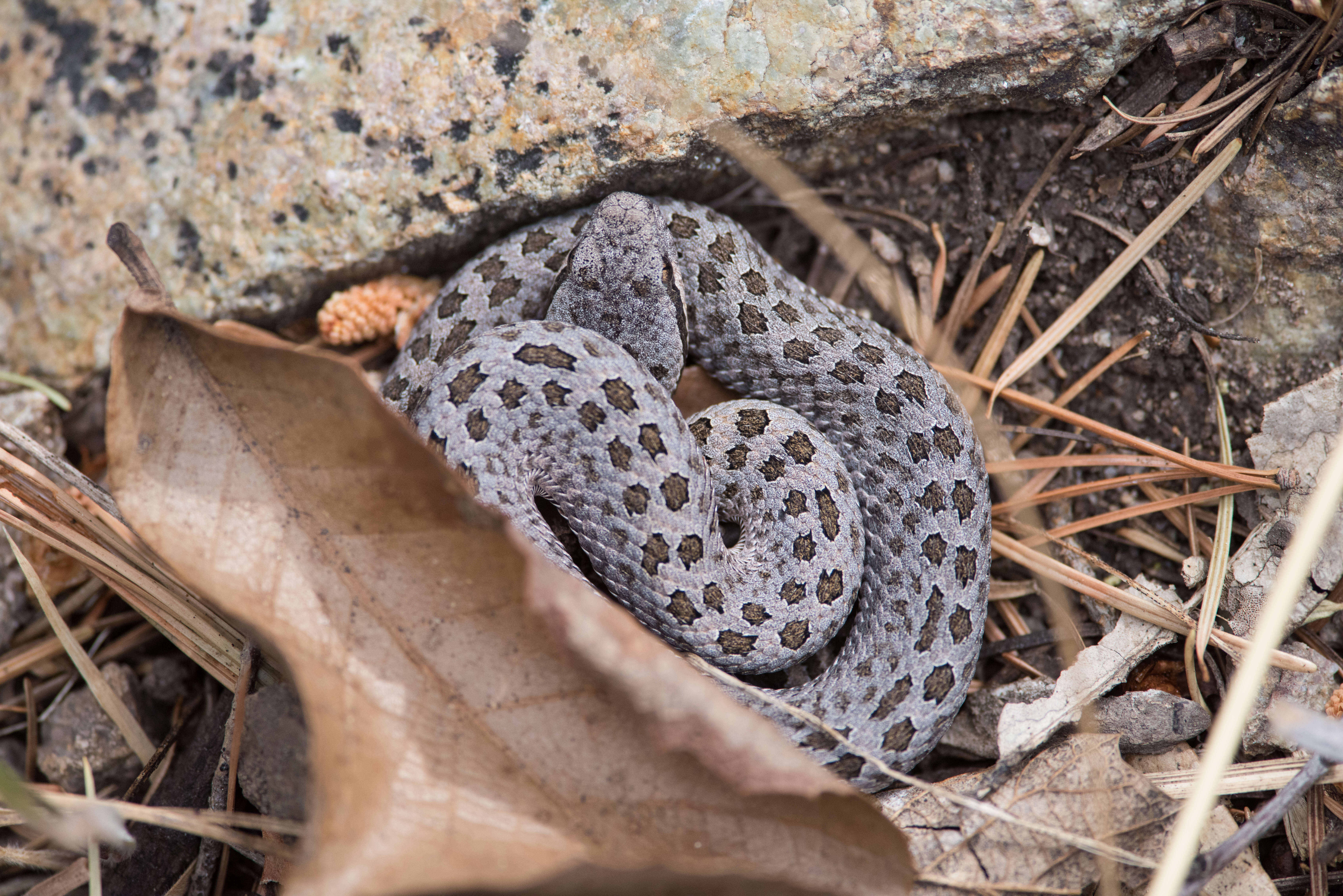 Image of Twin-spotted Rattlesnake