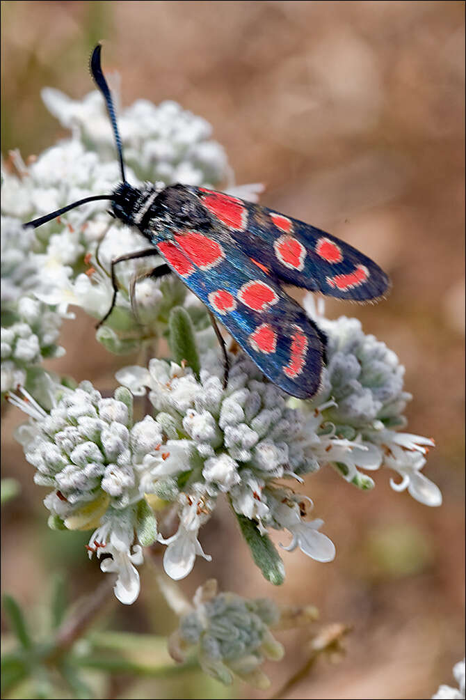 Image of Teucrium capitatum L.