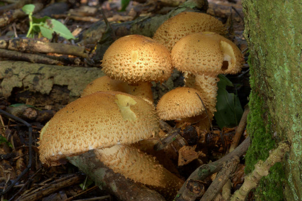 Image of shaggy scalycap