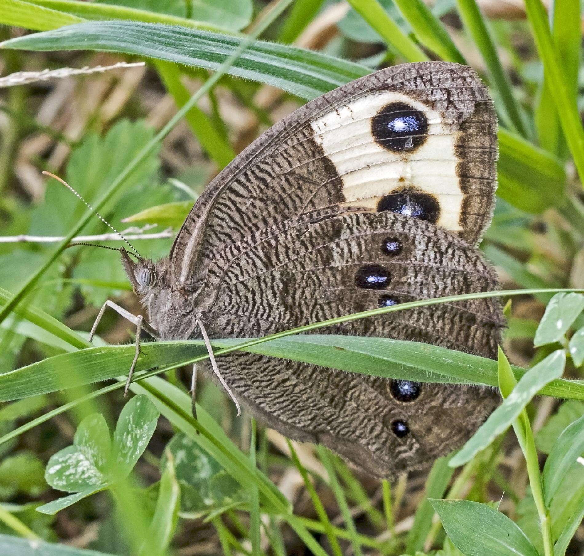 Image of Wood Nymphs