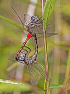 Image of Sympetrum Newman 1833