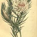Image of Protea mucronifolia Salisb.