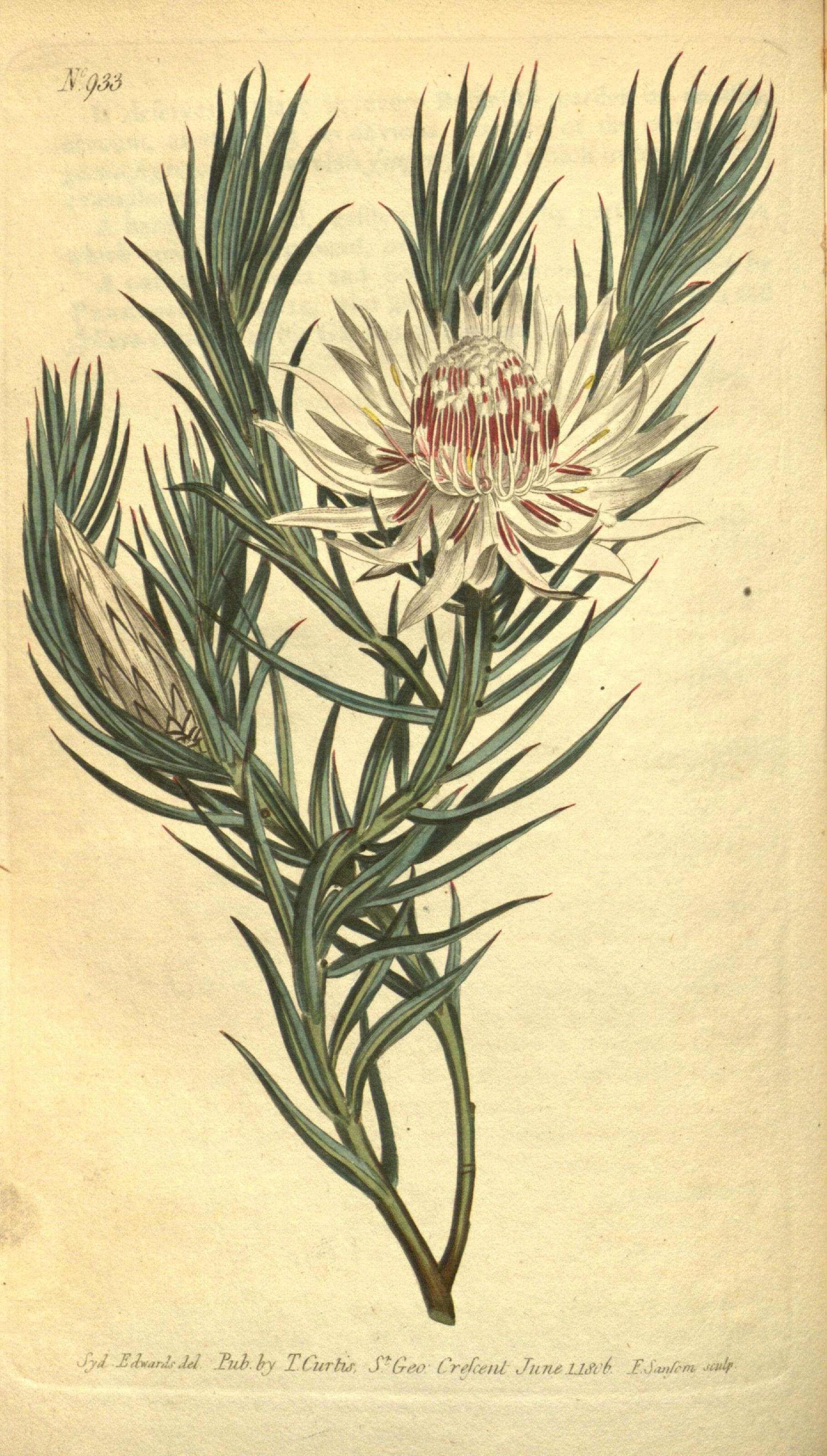Image of Protea mucronifolia Salisb.