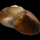 Image of Paryphantopsis nucella Slapcinsky 2007