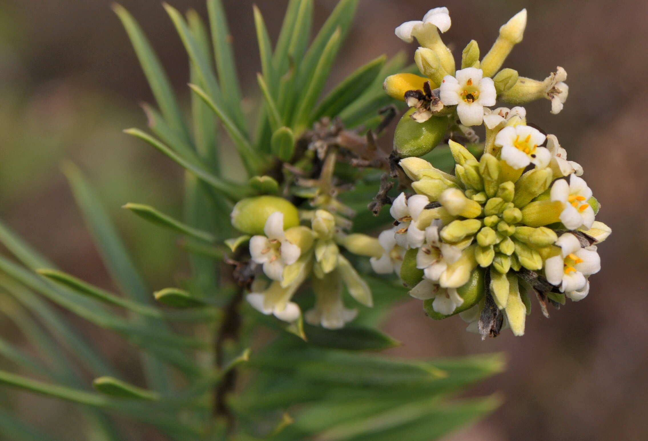 Image of Flax-Leaved Daphne