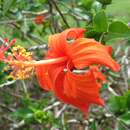 Plancia ëd Hibiscus kokio subsp. saintjohnianus (M. Roe) D. Bates