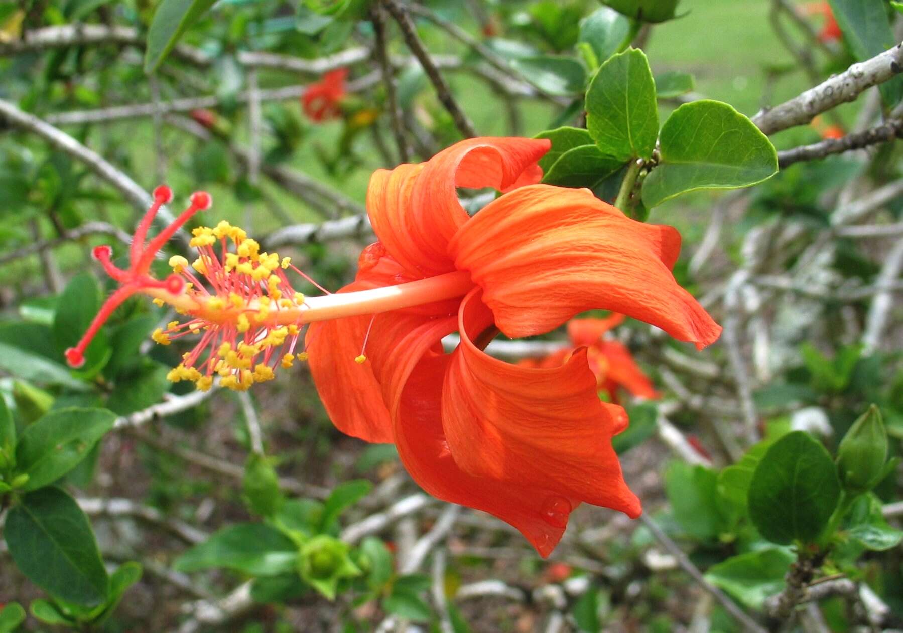 Image of Native Red Rose-Mallow