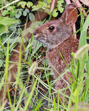 Image of Key Rabbit