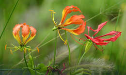 Image of flame lily