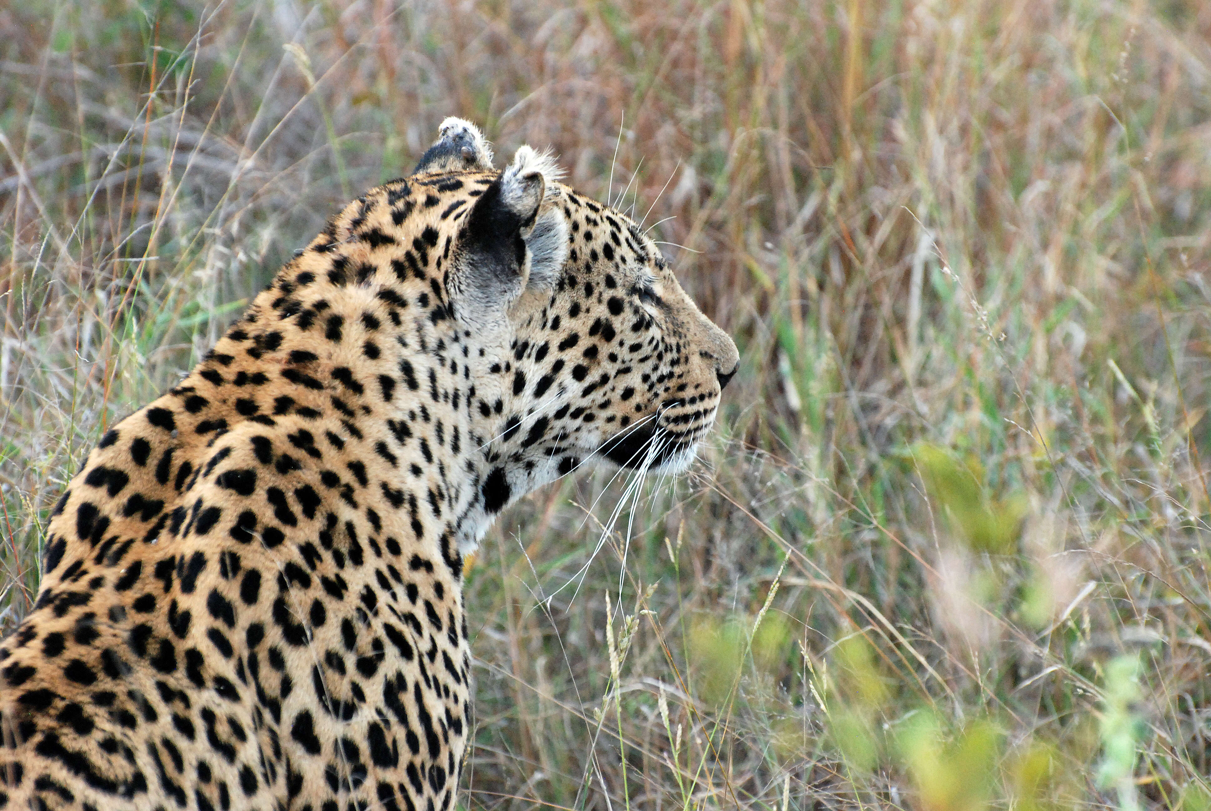 Image of big cats