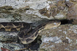 Image of Timber Rattlesnake