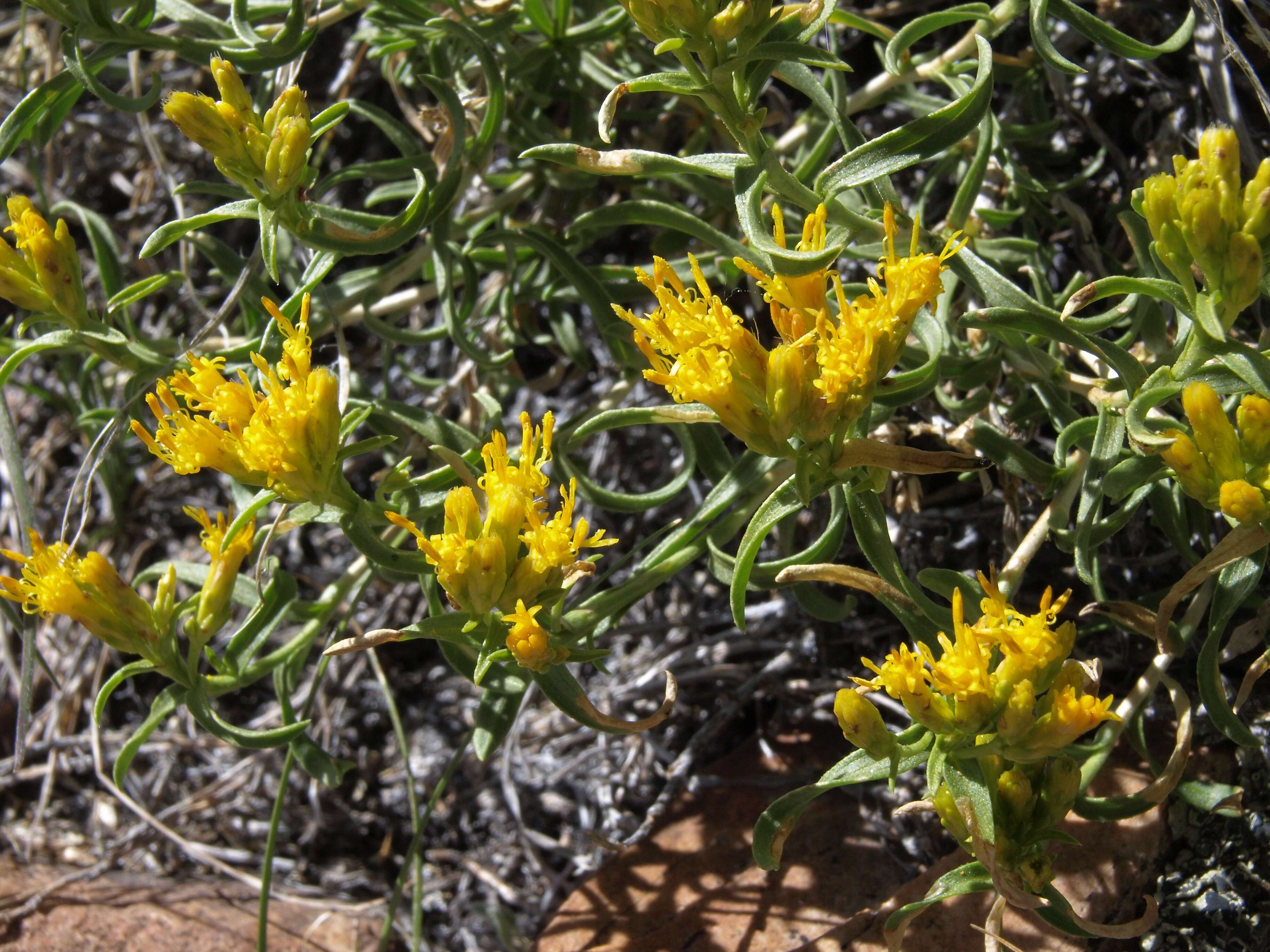 Image of yellow rabbitbrush