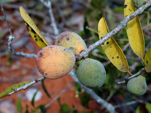 Image of Salacia crassifolia (Mart.) G. Don