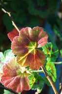 Image of sweet scented geranium