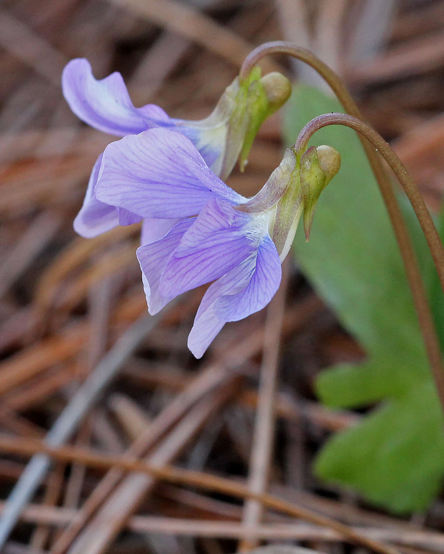 Image of Three-Lobe Violet