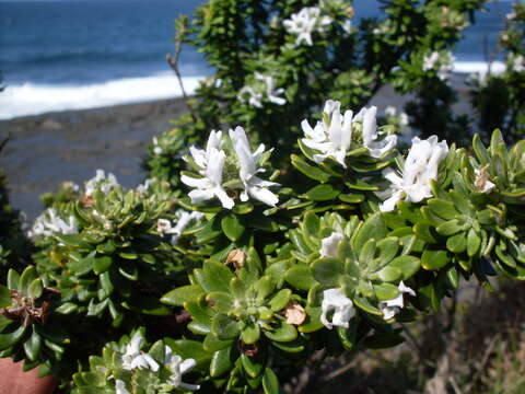 Image of Westringia fruticosa (Willd.) Druce