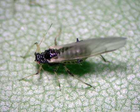 Image of Aphid