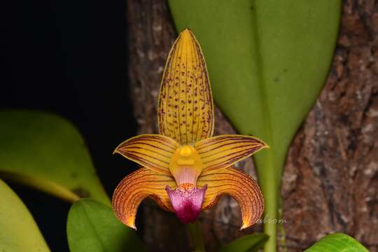 Image of bulbophyllum