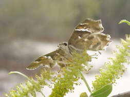 Image of Powdered-Skippers