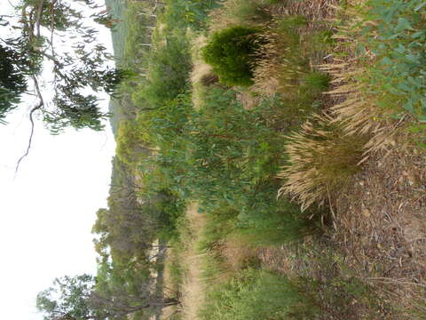 Image of scribbly gum