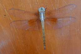 Image of Evening Skimmers