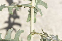 Image of prickly lettuce