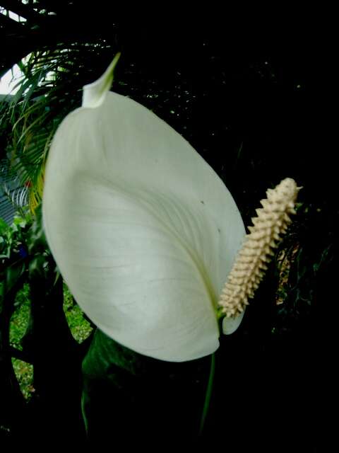 Image of Araceae