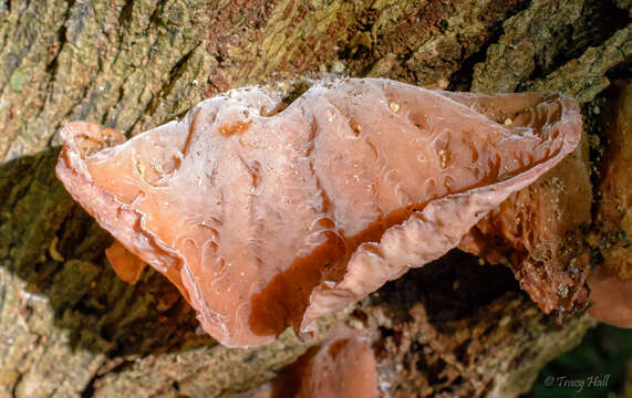 Image of ear fungus