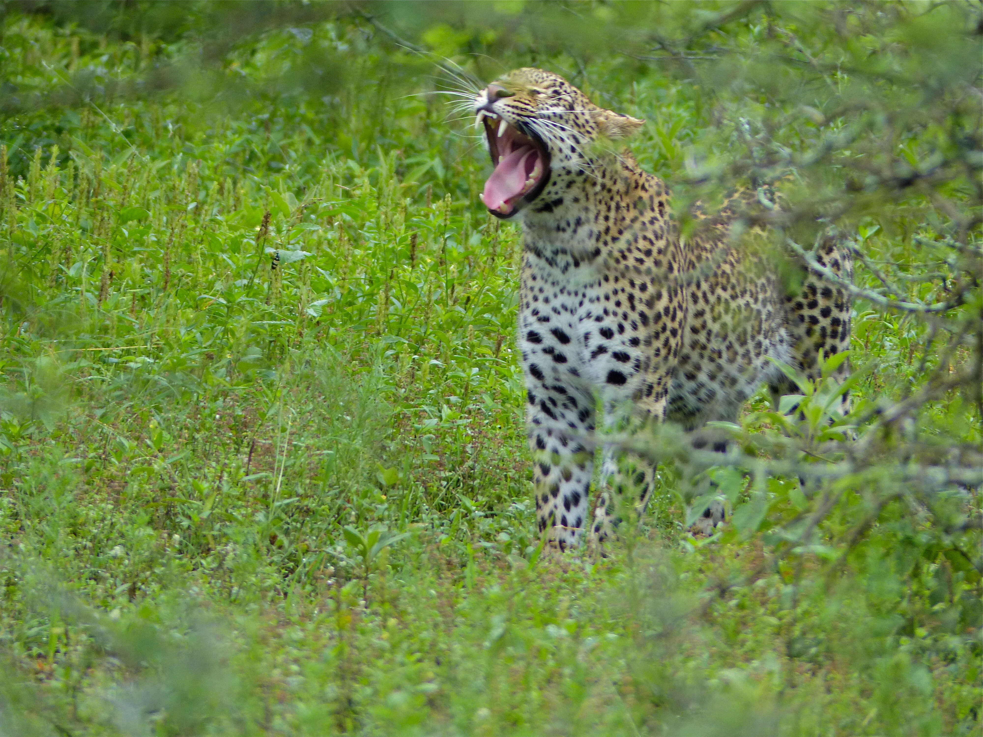 Image of big cats