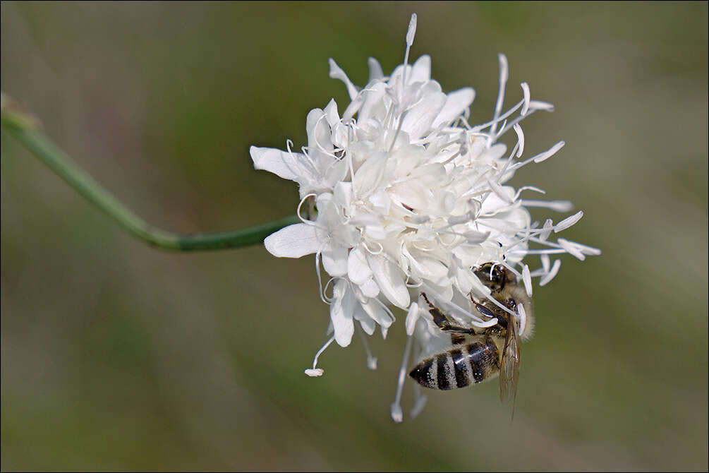 Image of cephalaria