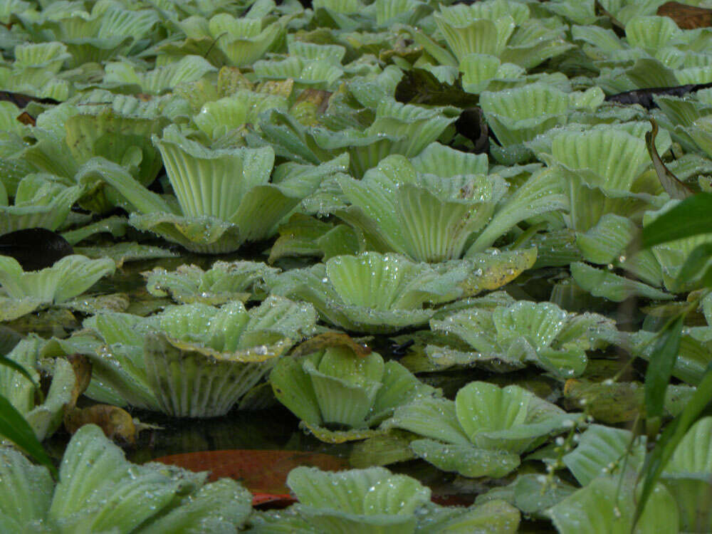 Image of pistia