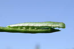 Image of Orangetips