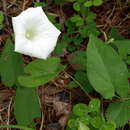 Image of <i>Calystegia catesbiana</i>