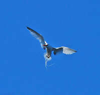 Image of Red-billed Tropicbird