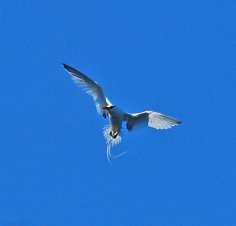 Image of Red-billed Tropicbird