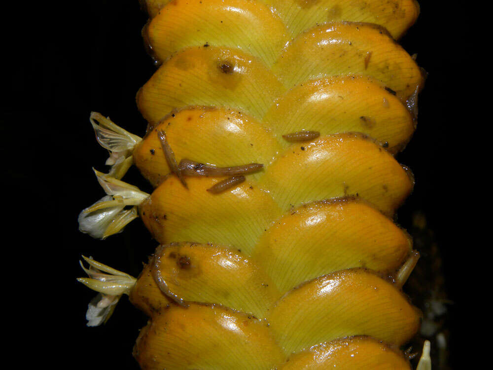 Image of rattlesnake plant