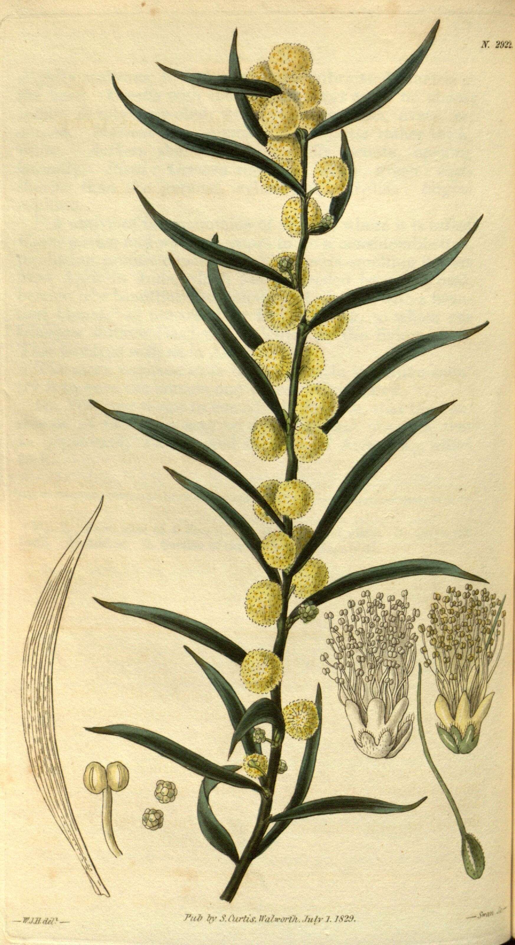 Image of Acacia lanigera A. Cunn.