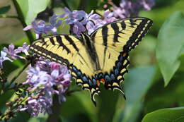 Image of Papilio