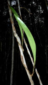 Image of Koellensteinia spiralis Gomes Ferreira & L. C. Menezes