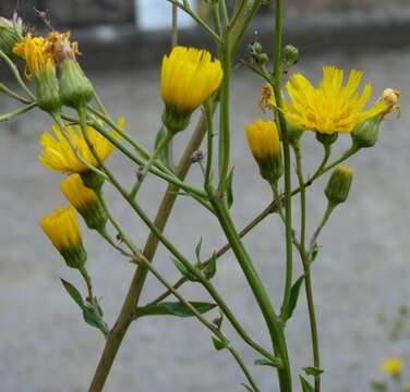 Image of Common hawkweed