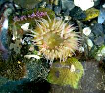 Image of aggregating anemone