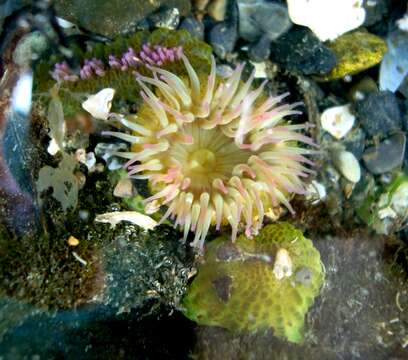 Image of aggregating anemone