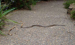 Image of Eastern brown snake