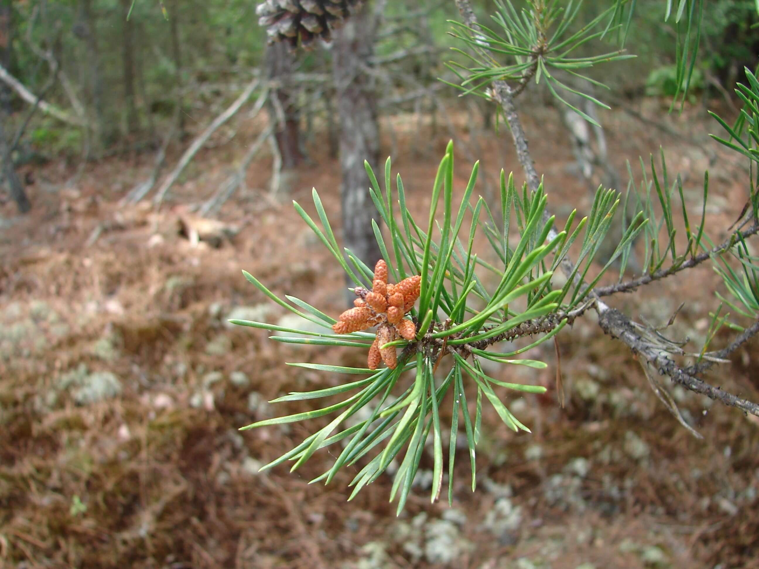 صورة Pinus virginiana Mill.