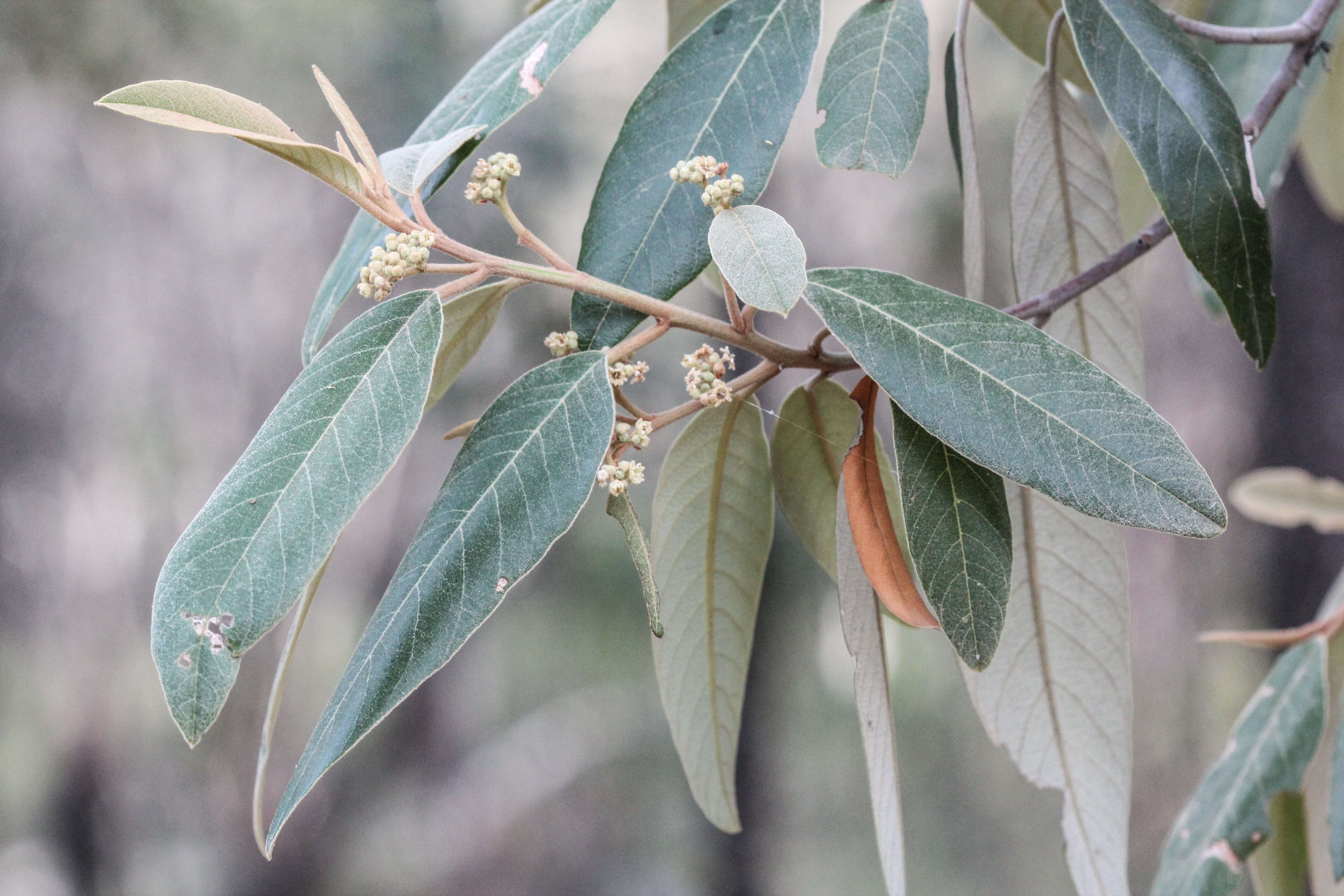 Image de Alphitonia excelsa (Fenzl) Benth.