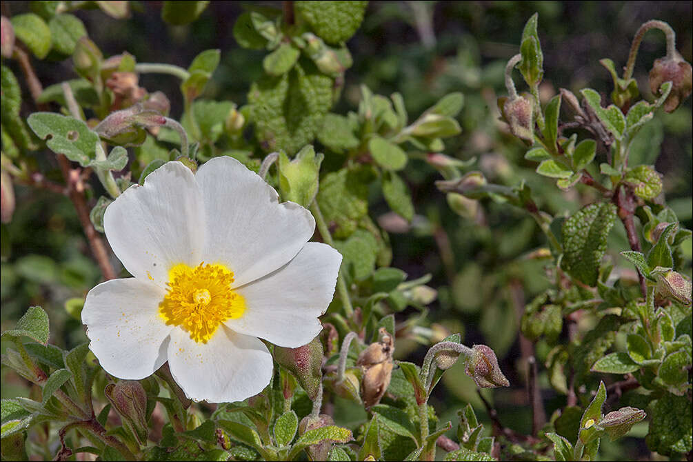 Image of Rockrose