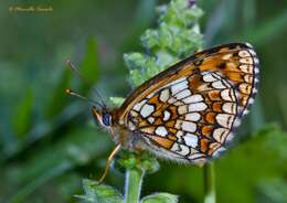 Image de Nymphalidae