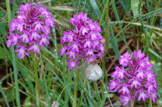 صورة Anacamptis pyramidalis (L.) Rich.